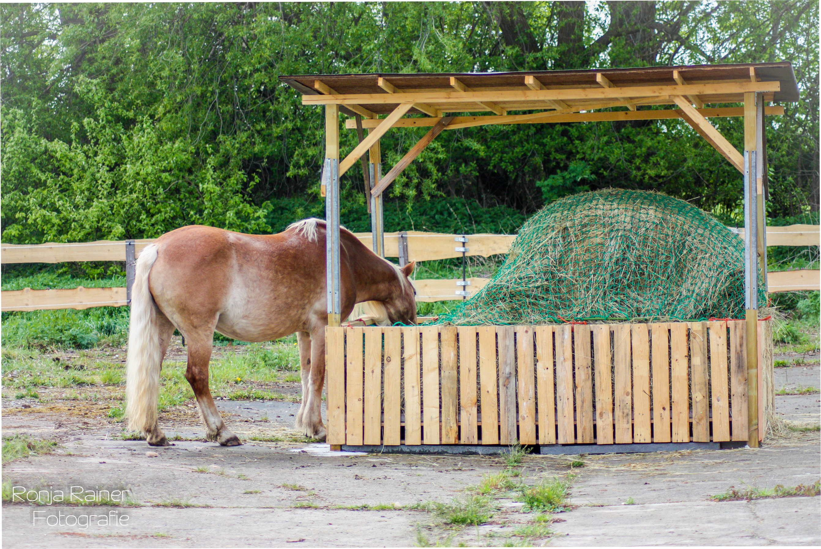 PaddockTrail Harzhof Minsleben