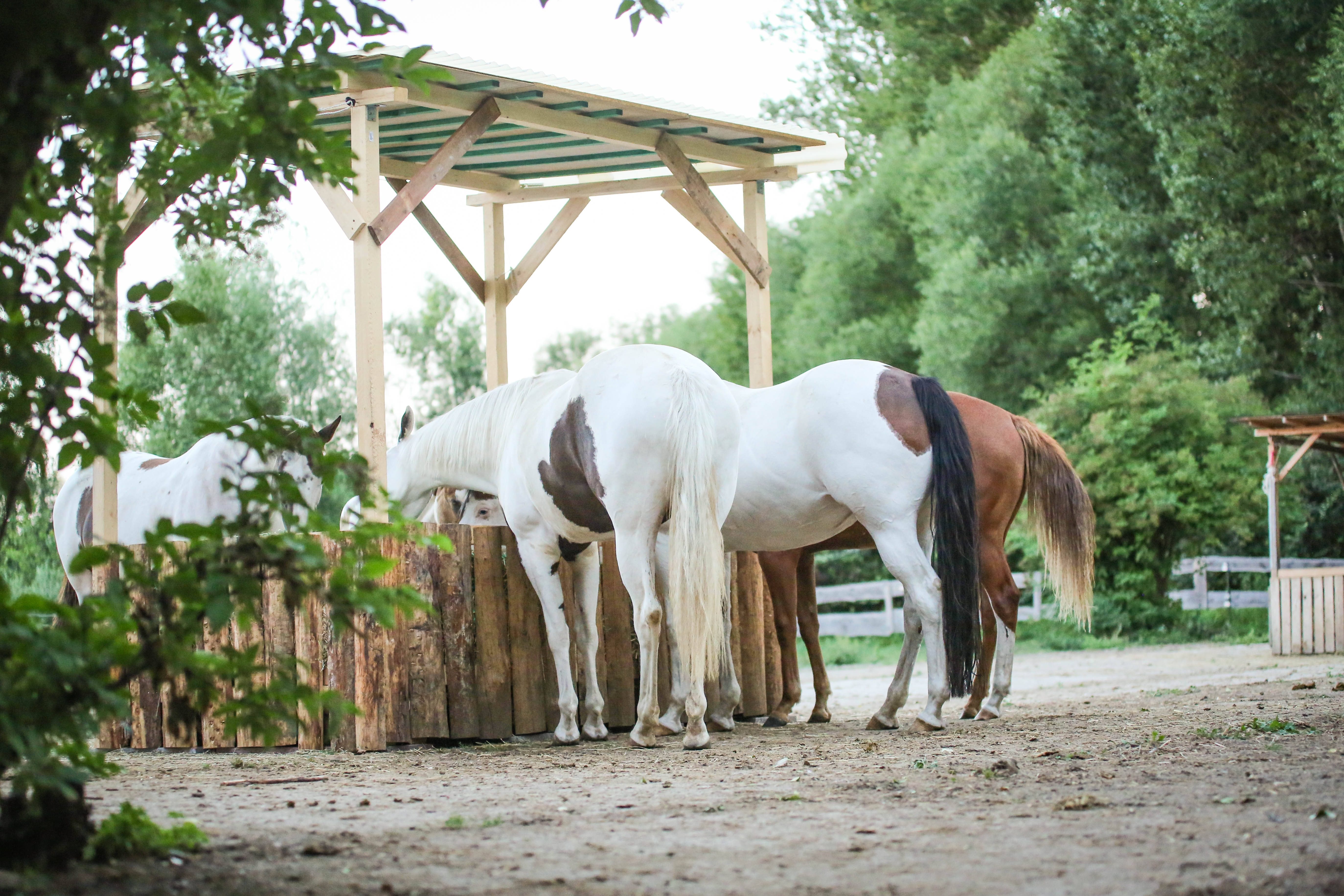 PaddockTrail Harzhof Minsleben