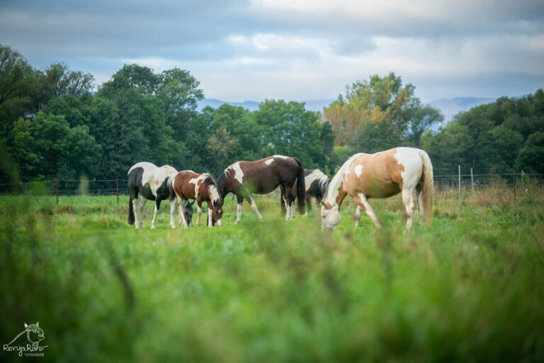 1766951217098-768x512