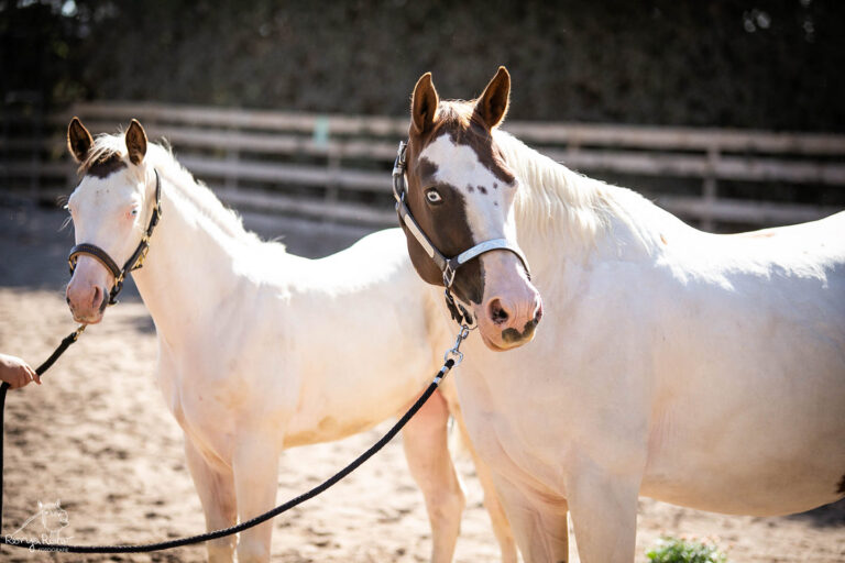 476955046_1138958161361748_781842667228923741_n-768x512