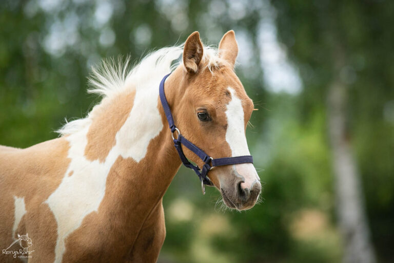 477308565_1138958121361752_4928693268778467127_n-768x512