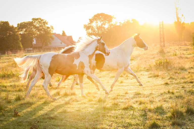 70342583_717916235288337_3066515849440395264_n-768x512