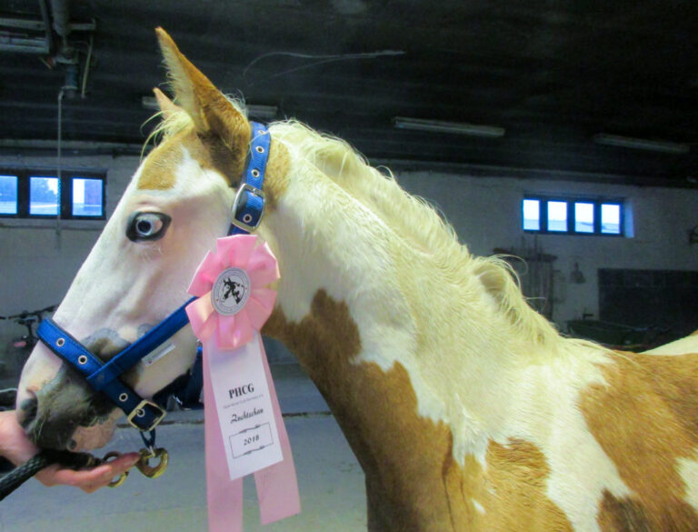 IMG_1306-1024x780-1-768x585