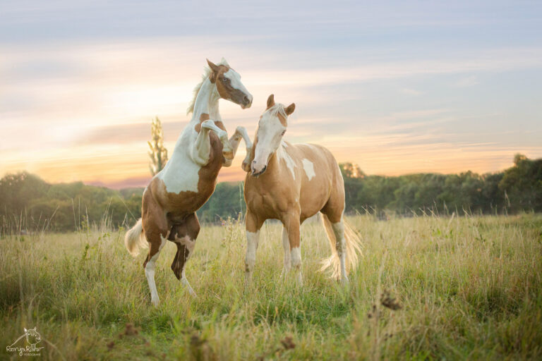 P62A1951.wz_-768x512