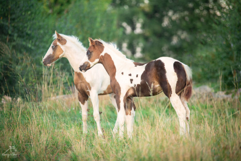 P62A1987wz-1-768x512