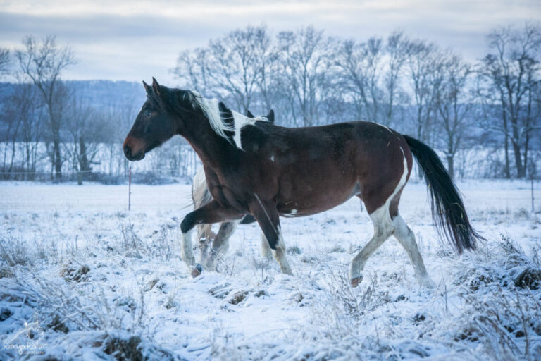 P62A2004-1024x683-1-768x512