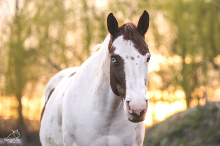 P62A5636-1024x683-1-768x512