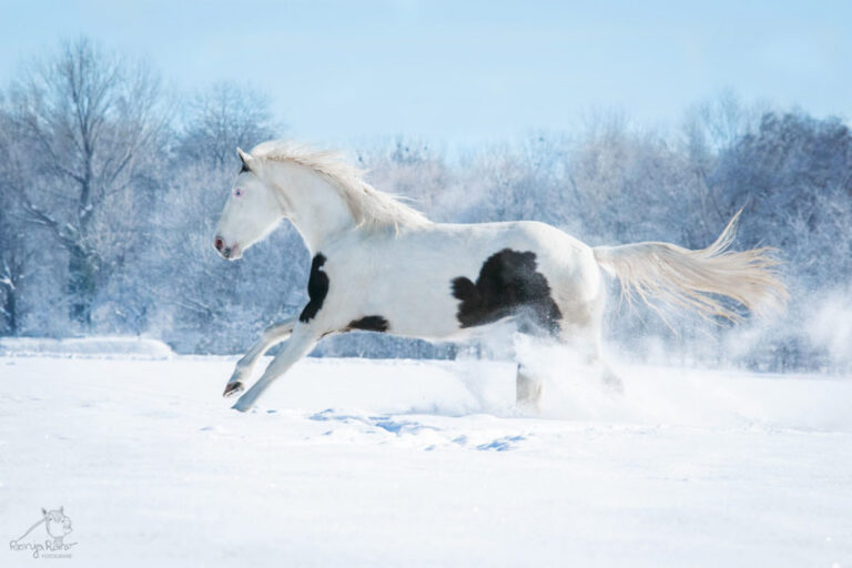 P62A8818_wz-1024x683-1-768x512