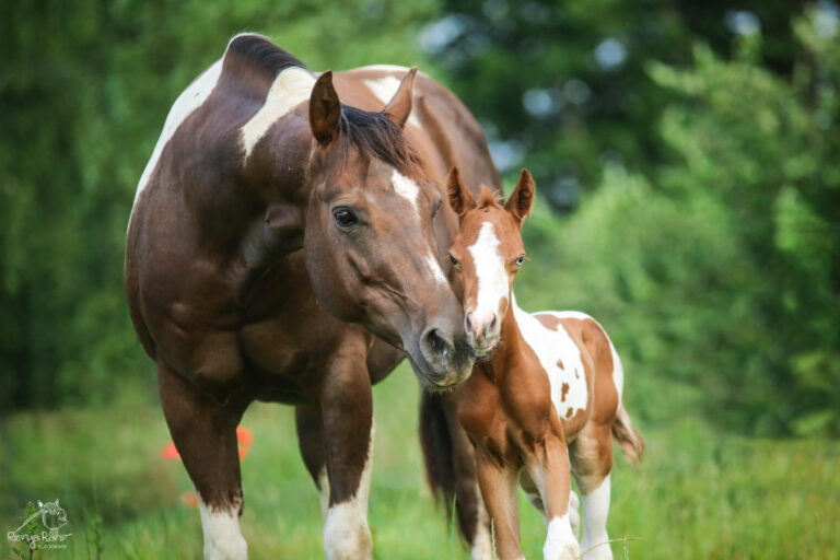 P62A9029_wz-1024x683-1-768x512