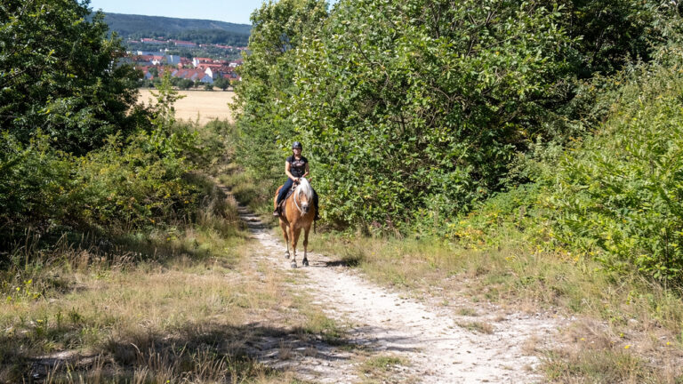 ausreitgelaende-zur-lust-768x432