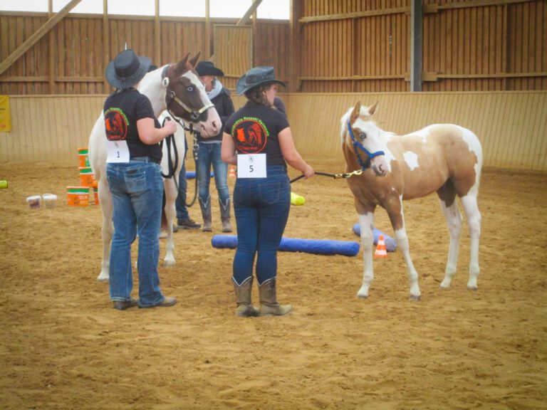 fohlenshow18-1024x768-1-768x576