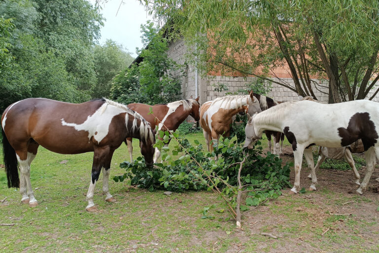 haltung-knabberaeste-768x512