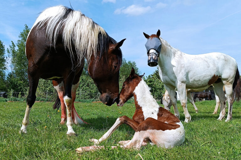 koppelgeburt-768x512