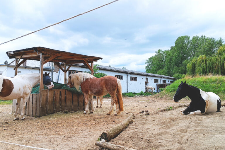 liegestelle-vorne-768x512