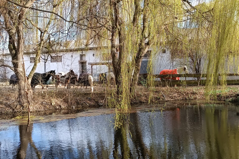 teichansicht-768x512