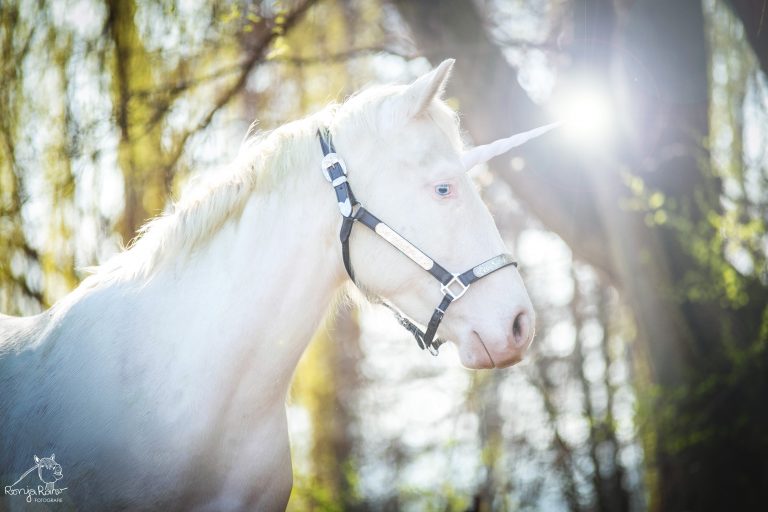 P62A1174-einhorn magic